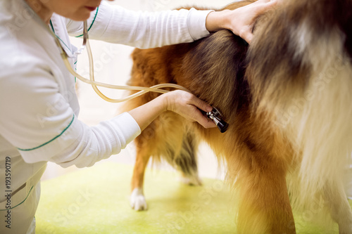 Examining dog at pet clinic close up