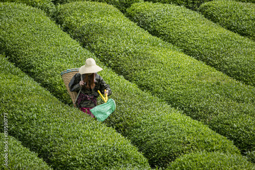Tea picker young girl tea garden Rize Turkey East Blacksea