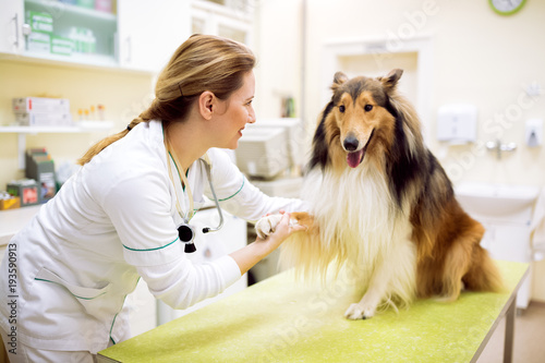 Relaxing dog before examinig at pet ambulance photo