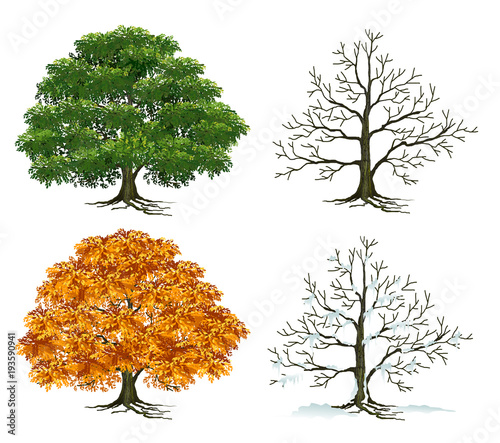 Beautiful tree on a white background