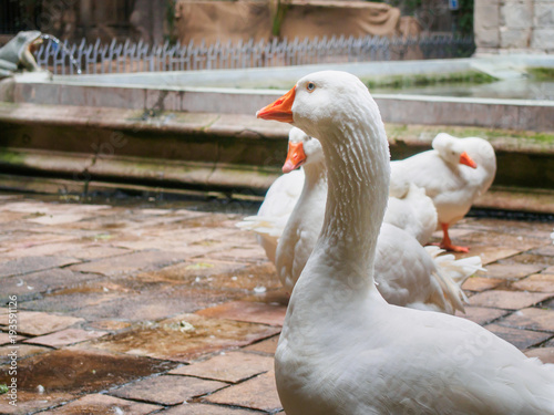 Close up of the geese who live in the Barcelona Cathedral devoted to the Saint Cross and Saint Eulalia