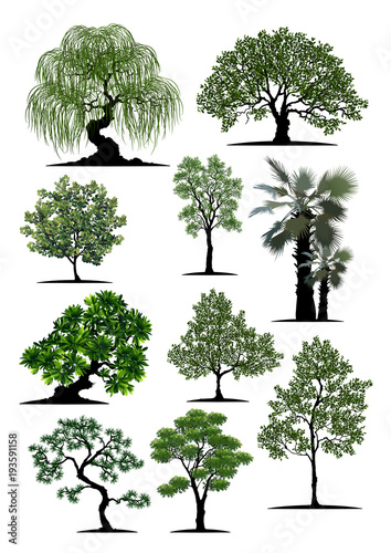 Beautiful tree on a white background