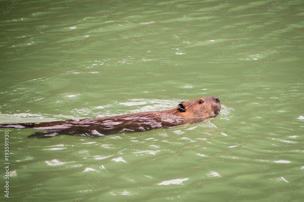 Obraz premium A beaver swimming in alke in Ushuaia