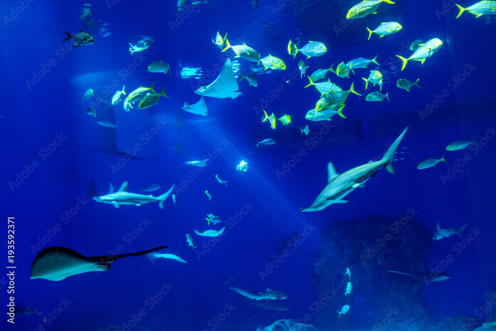 Obraz premium Large scale sealife oceanarium with many species of underwater animals in a zoological aquarium