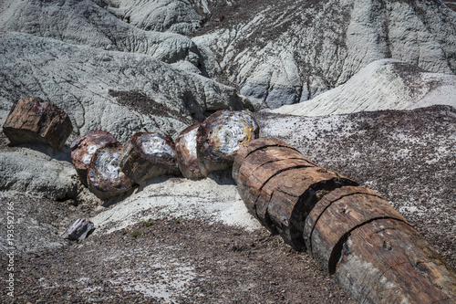 Petrified Log eroding out of badlands at the Crystal Forest in Petrified Forest National Park near Holbrook Arizona USA