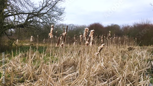 Bulrushes sway in the breeze during winter at a wetland conservation park with a wall of trees in the background and tree branches protrude out on the left. Mitcham, England photo