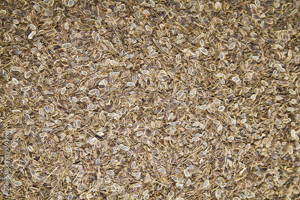 fennel seeds isolated on white background fennel seeds isolated on white background