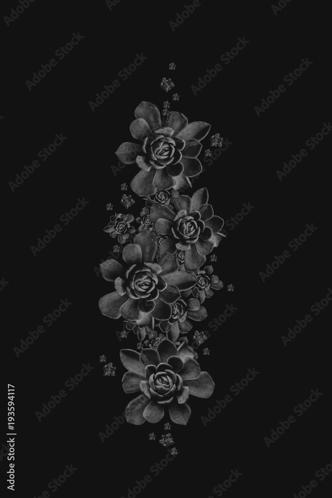 Succulent plants black and white Succulent plants black and white