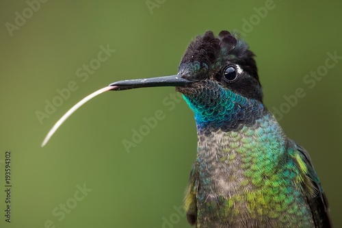 Hummingbird sticking out his tongue. Colorfull feathers. Costa Rica forest bird.