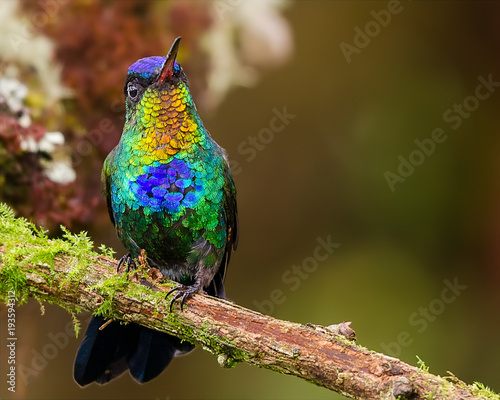 Hummingbird perched on a branch. Colorfull feathers