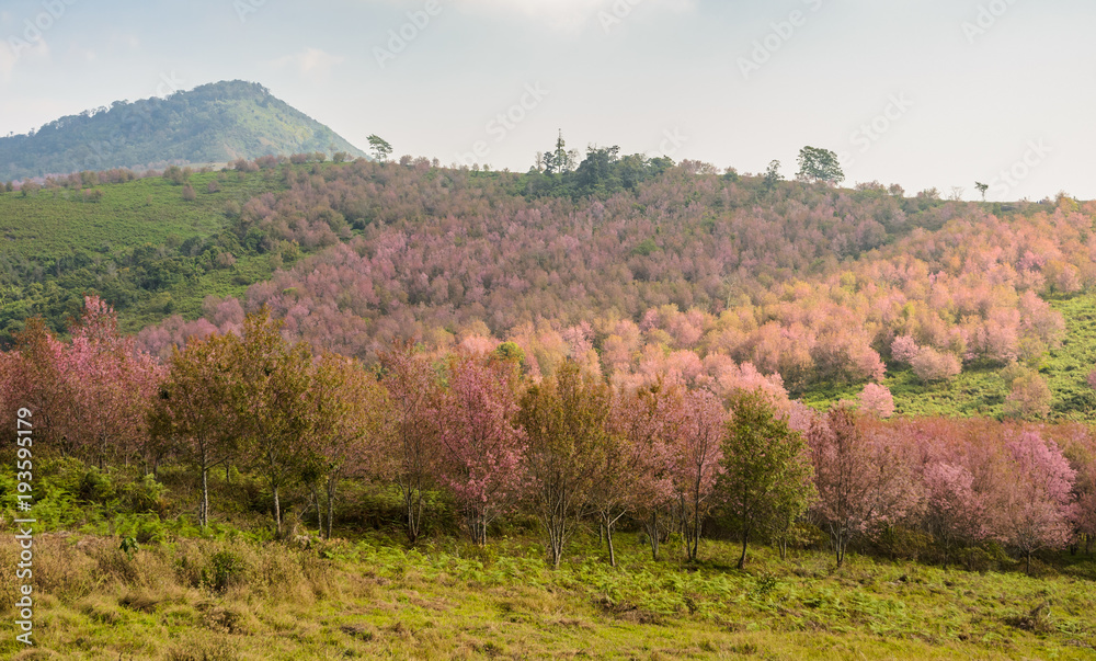 Landscape of Wild Himalayan cherry blossom forest in full bloom, Thailand