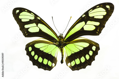 Macro photo of a beautiful lime green butterfly.  This is a Philaethria Dido Recto Longwing species from South America.   photo
