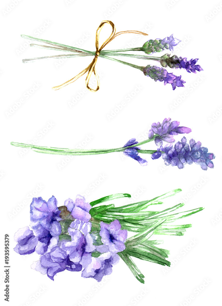 lavender watercolor painting