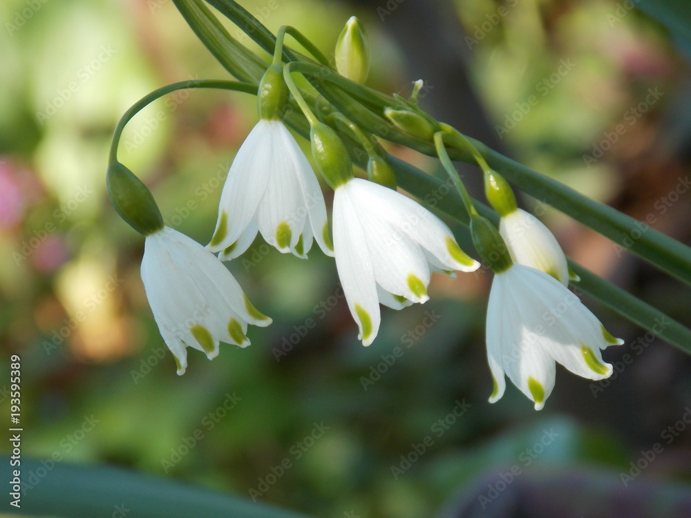 Obraz premium Märzenbecher