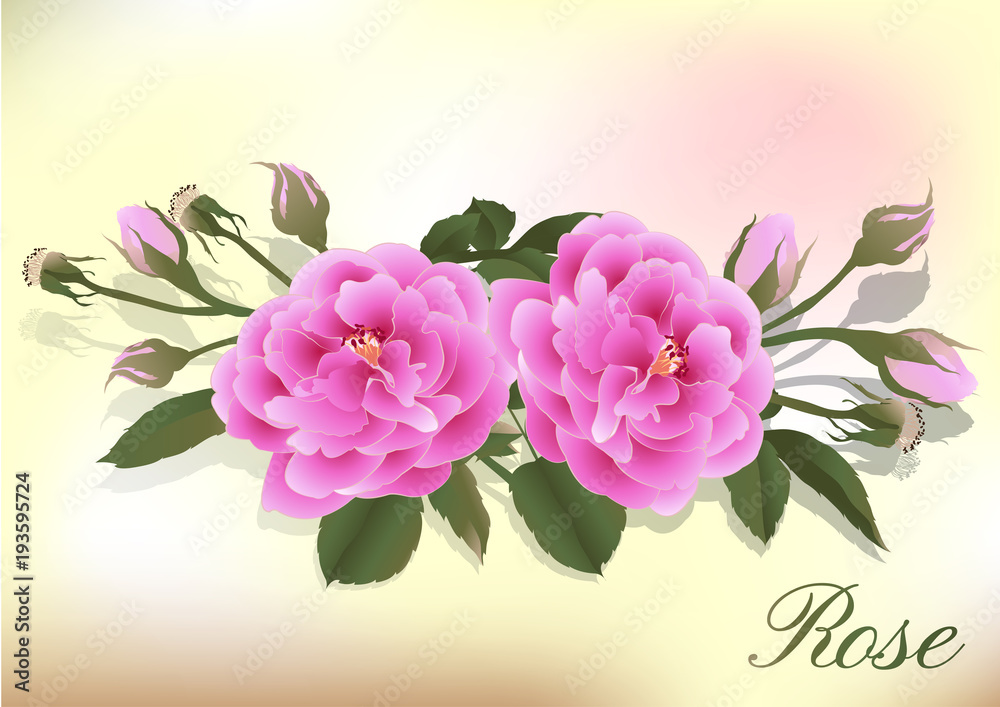 Beautiful rose isolated on white Beautiful rose isolated on white