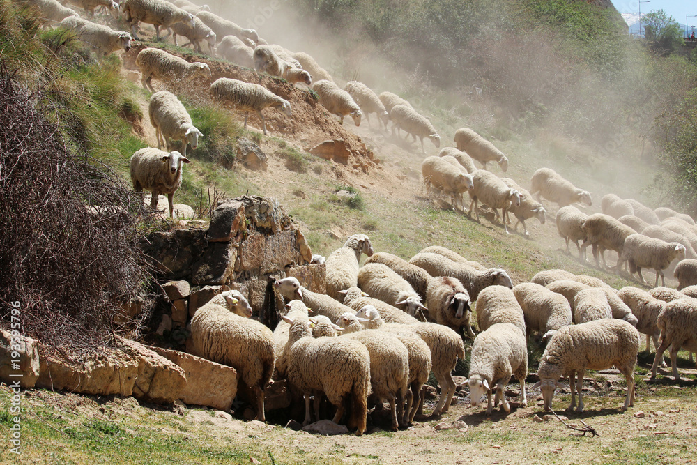 Fototapeta premium A herd of sheeps in Segovia, Spain 