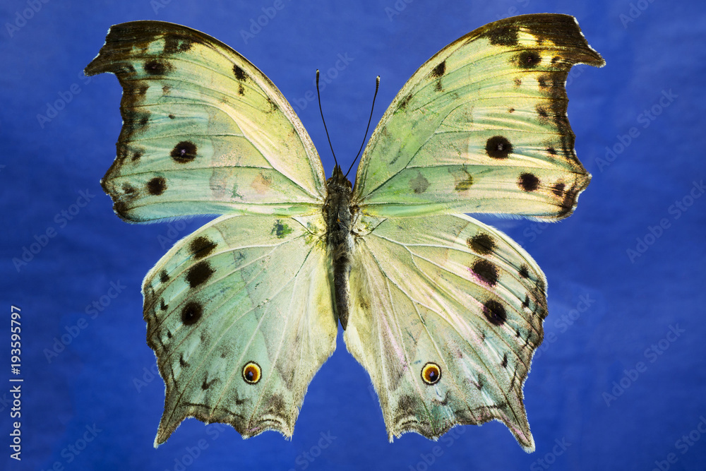 Fototapeta premium Colorful and iridescent Mother of Pearl butterfly on a purple background.. This is an African Salamis Parhassus species. 