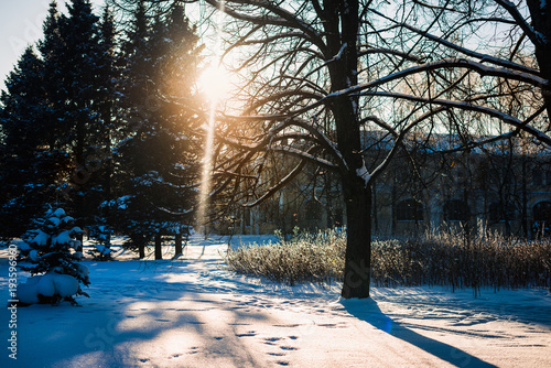 Early snowfall sunset in a winter forest park, snow covered trees, play of light, shadows on the snow, and colors. Beauty of the cold season. Blue sky background photo