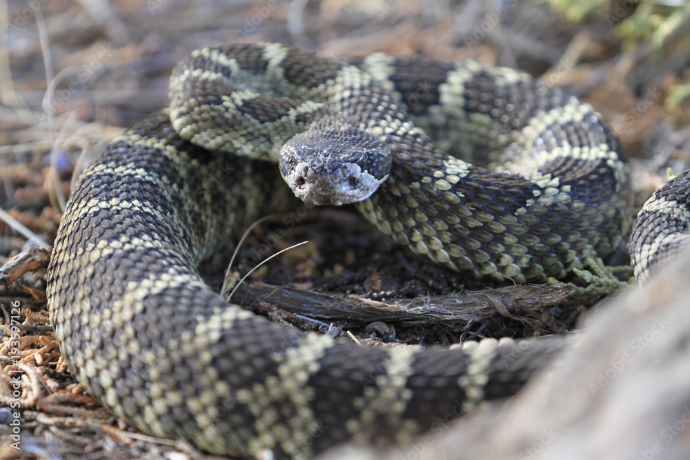 wild rattlesnake seen in smith rock state park, oregon wild rattlesnake seen in smith rock state park, oregon