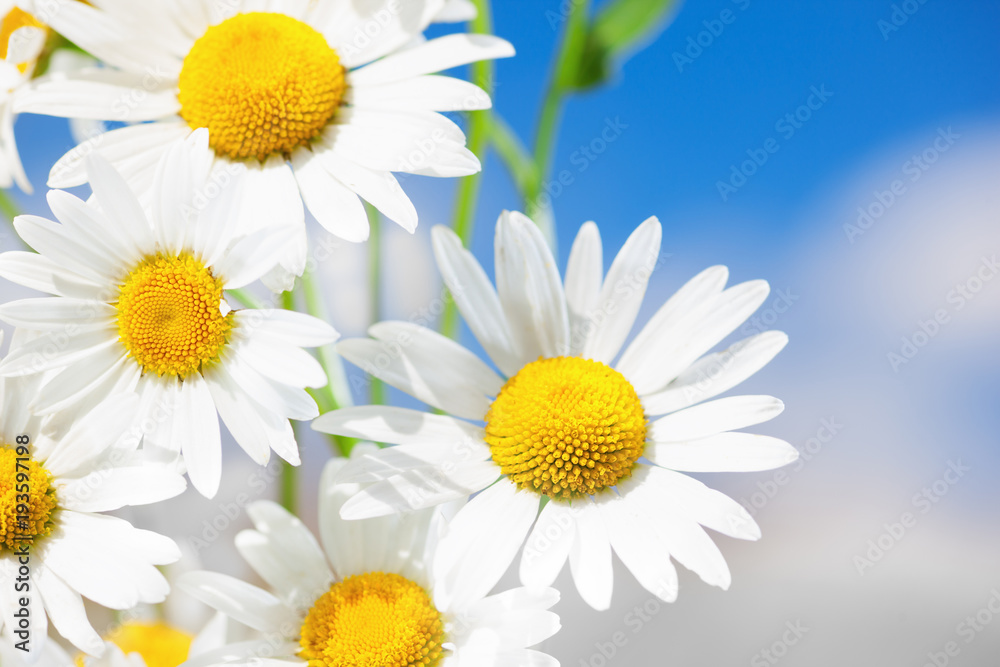 Fototapeta premium Chamomile among flowers