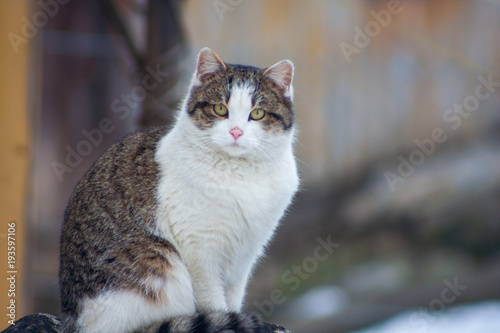 sitting cat outside in winter