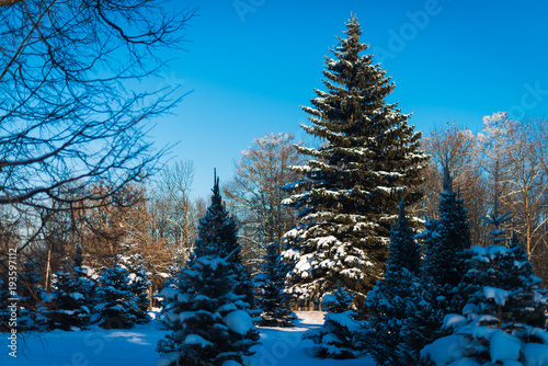 Beautiful winter landscape with white forest pine trees  spruce and christmas tree covered with snow  frozen trees  branches and plants  horizontal winter outdoor  no people  selective focus