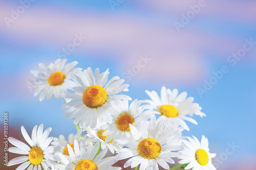 Chamomile among flowers