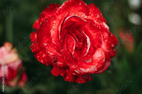 rose, flower, red, garden, nature, love, pink, flowers, bloom, beauty, roses, plant, green, petals, valentine, macro, petal, flora, blossom, summer, romance, floral, gift