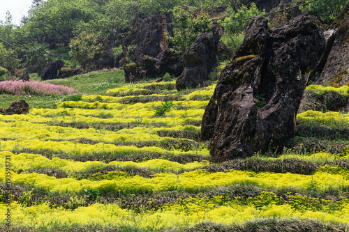 Stone pillar on yellow flower garden at Ham Rong Mountain Park in Sa Pa  Vietnam.