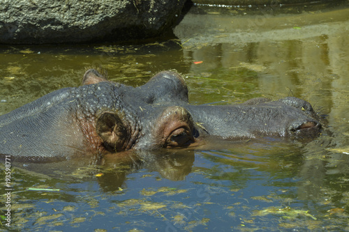 Hippo head © Glacyer