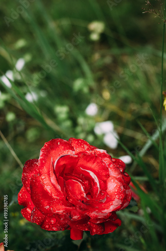 rose, flower, red, nature, garden, love, pink, flowers, plant, green, beauty, flora, macro, petal, bloom, petals, blossom, roses, romance, floral, summer, dew, red rose, valentine, water