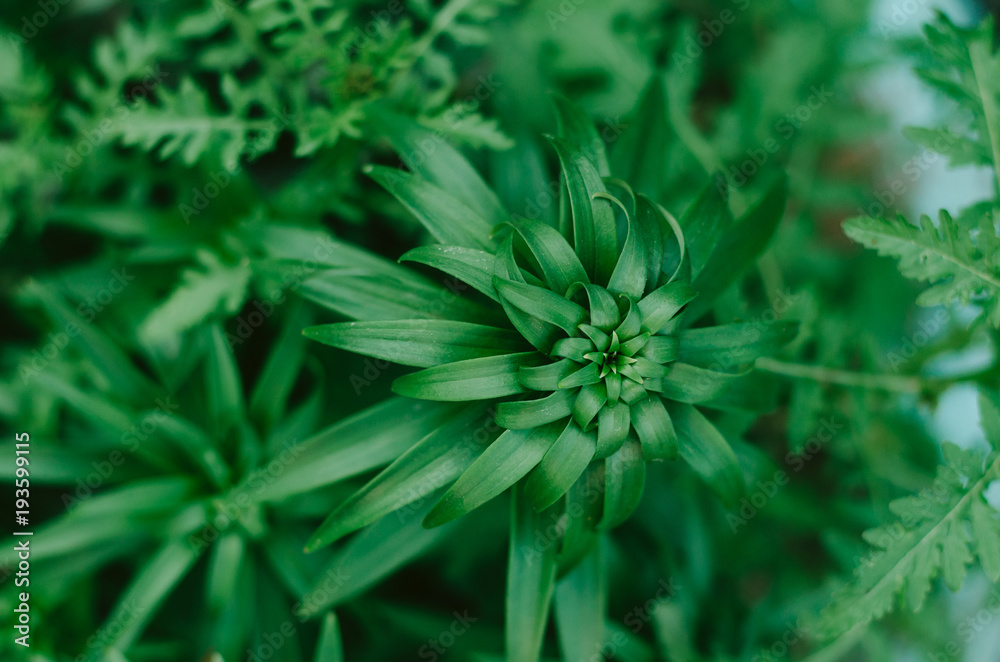 plant, green, nature, cannabis, leaf, marijuana, grass, macro, hemp, tree, flower, flora, closeup, summer, leaves, natural, pine, spring, close-up, water, herb, garden, forest, drug, marihuana plant, green, nature, cannabis, leaf, marijuana, grass, macro, hemp, tree, flower, flora, closeup, summer, leaves, natural, pine, spring, close-up, water, herb, garden, forest, drug, marihuana