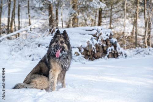 dog sitting in snow with woodpile in background