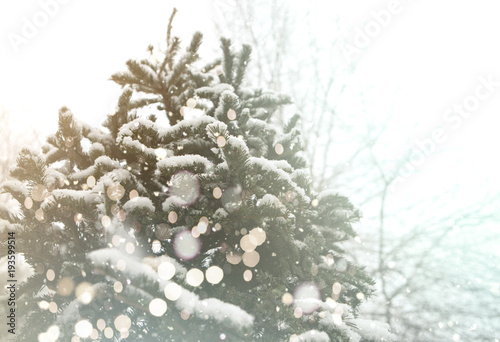 Snow covered pine tree in nature