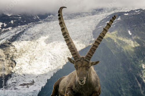 Alpine ibex on the background of a glacier in the Mont Blanc massif.