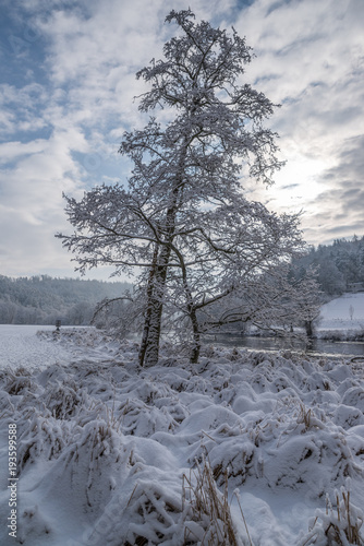 Tree in winter landscape with snow