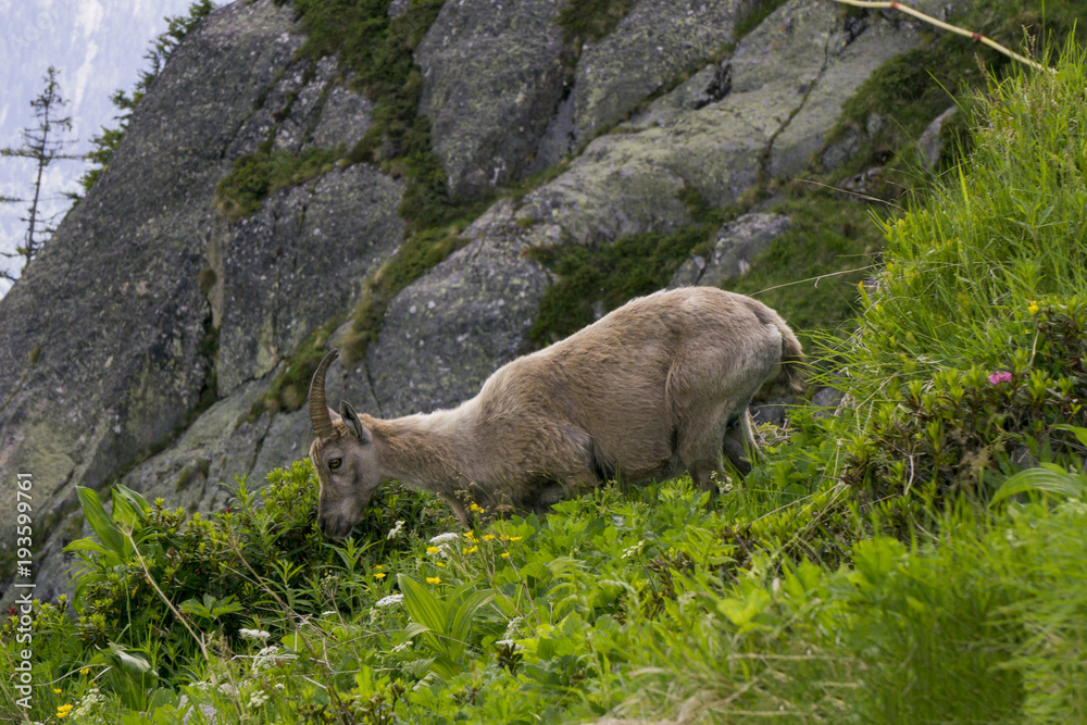 Alpine ibex in a natural environment. The French Alps. Alpine ibex in a natural environment. The French Alps.