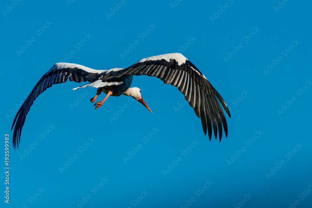 Naklejka premium Storch