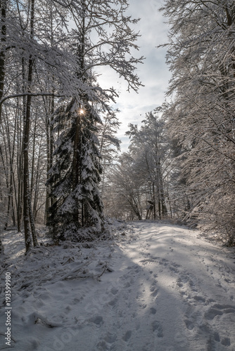 forest road in winter landscape