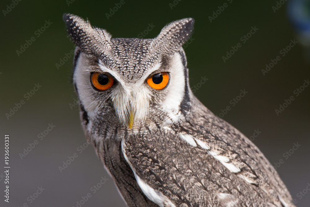 Obraz premium Weißgesichtseule Portrait