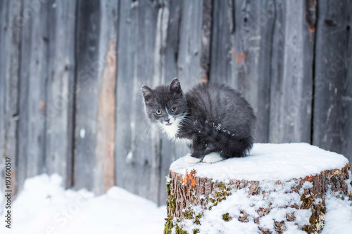Little homeless kitten smoky color sits on a log