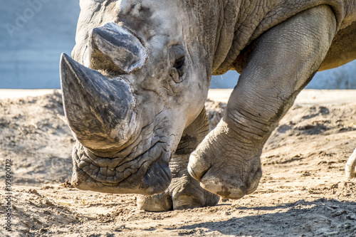 Head portrait of Rhino on the sand