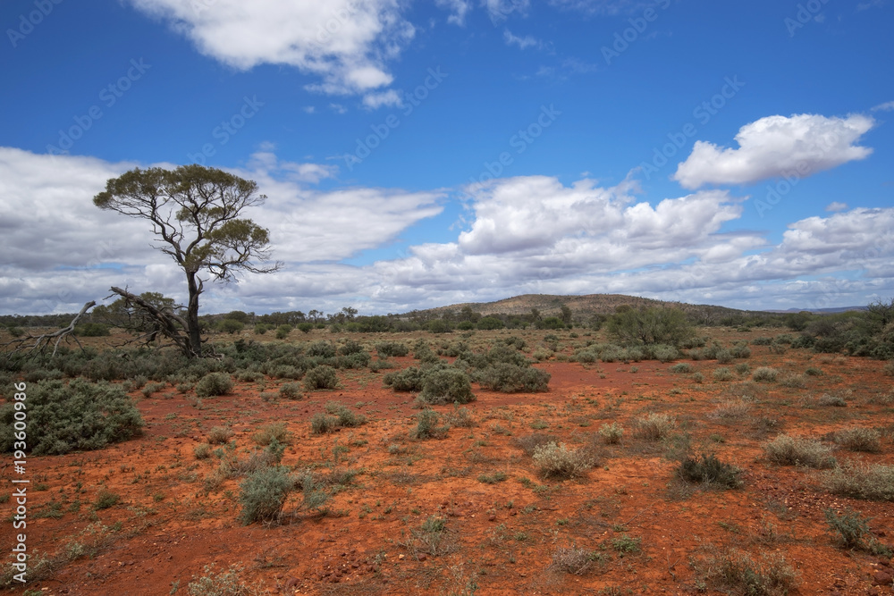 South Australia – outback desert with scrubs and a tree under cloudy sky as panorama