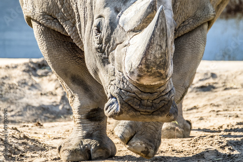 Head portrait of Rhino on the sand photo