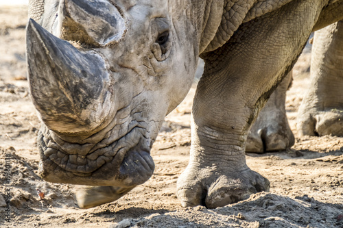 Head portrait of Rhino on the sand