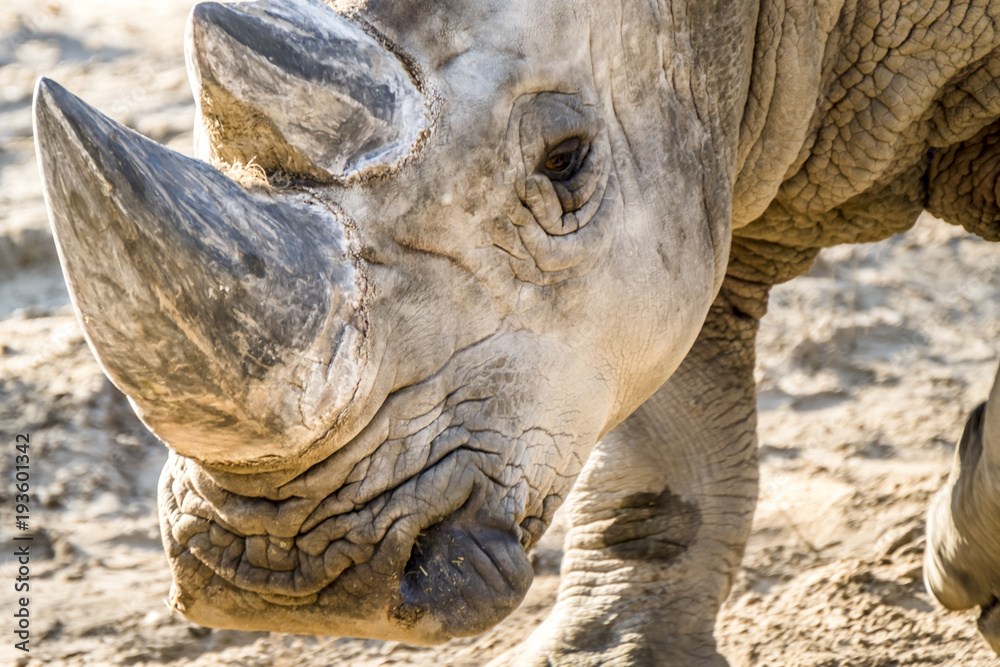 Obraz premium Head portrait of Rhino on the sand