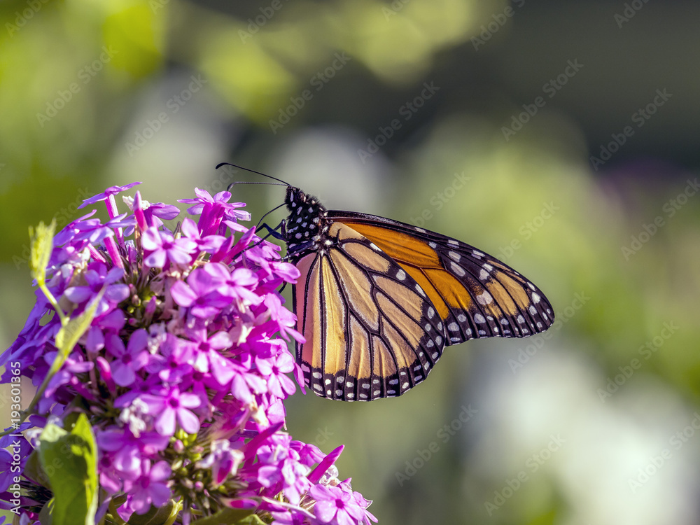 Fototapeta premium monarch butterfly (Danaus plexippus)