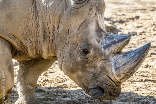 Head portrait of Rhino on the sand photo