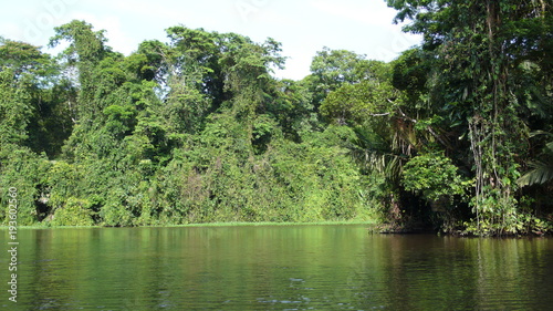 Jungle de Tortuguero, Nicaragua