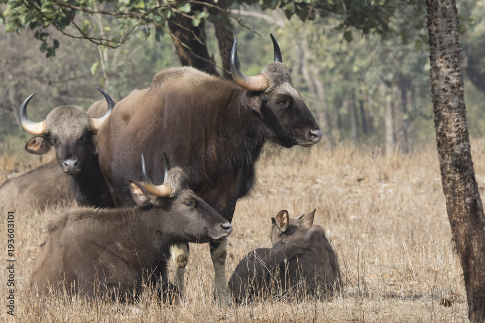 small herd of gaurs or Indian bison that rests on a small forest glade